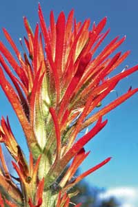 Photo of a "paint brush" flower